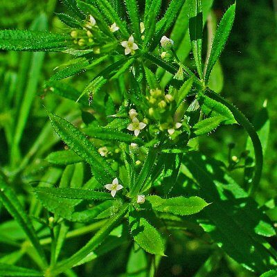 Yogurt Grass