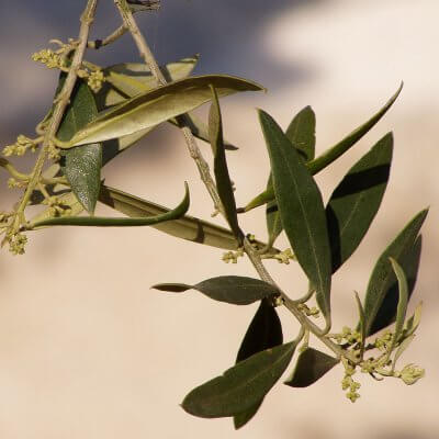 Olive leaf