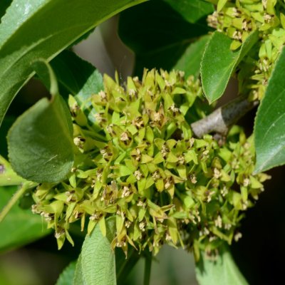 Rhamnus Cathartica