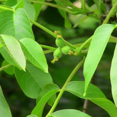 Walnut Leaf