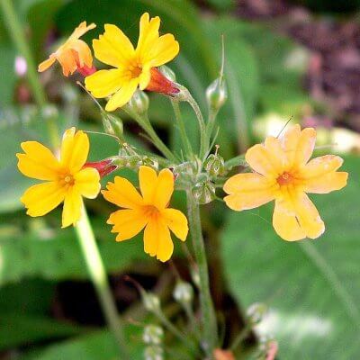 Primulaceae'