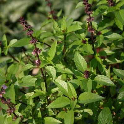 Basil