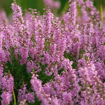 Herba Ericae