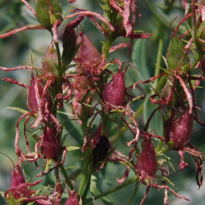 St. John's wort
