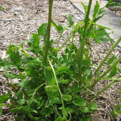 Anise