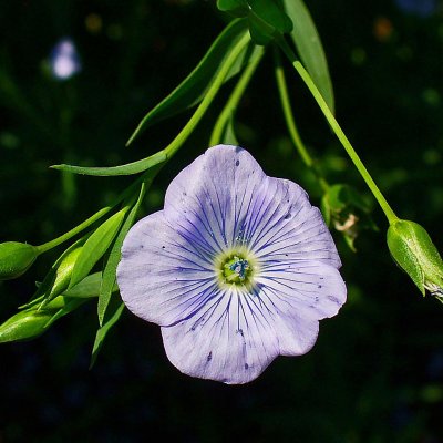Ground Flax Seed