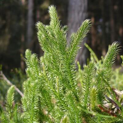 ground pine