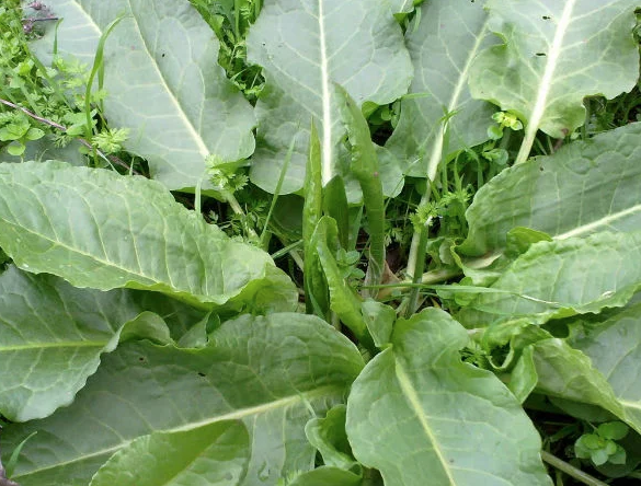 Labada