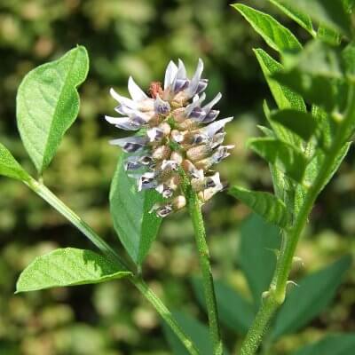 Licorice Root