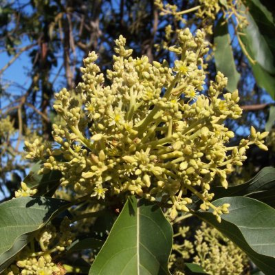Avokado Yaprağı