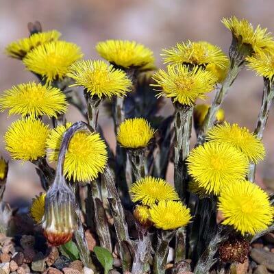  coltsfoot