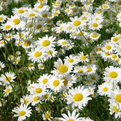 Chamomile,