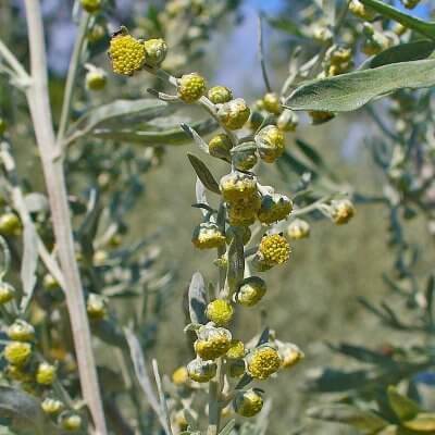 Wormwood