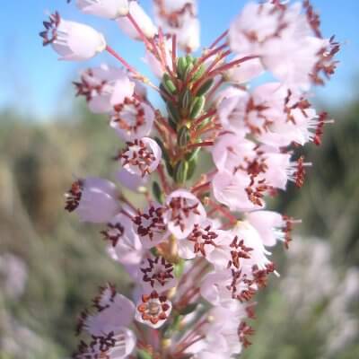 Erica manipuliflora