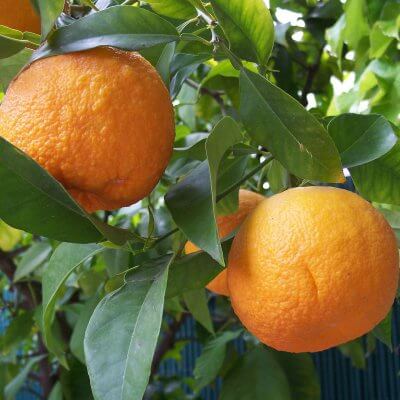 Orange Leaf