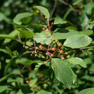 Barut Ağacı Kabuğu