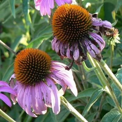 Echinacea Angustifolia