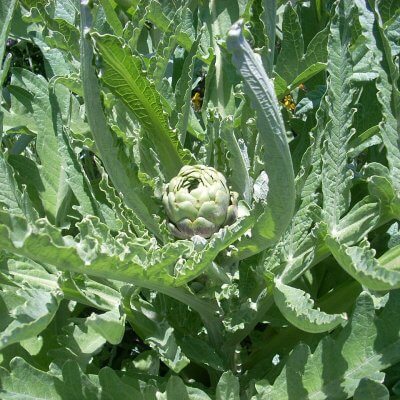 Artichoke leaf