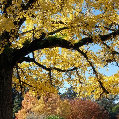 Ginkgo Biloba