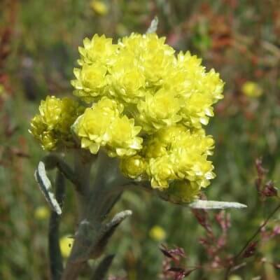 Helichrysum Arenarium'