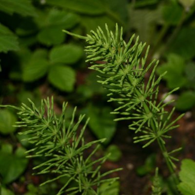 horsetail plant