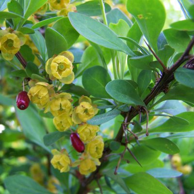 Berberis Vulgaris