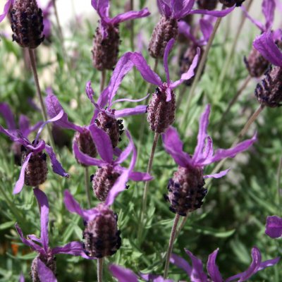 French lavender
