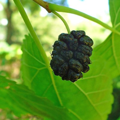 Black Mulberry Leaf