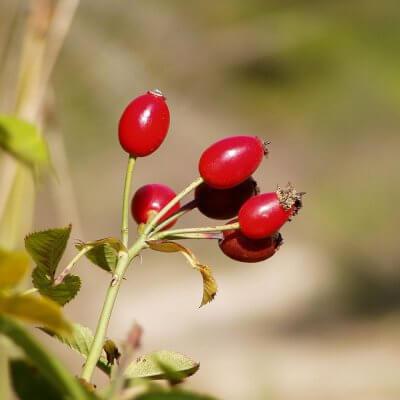 rosehip