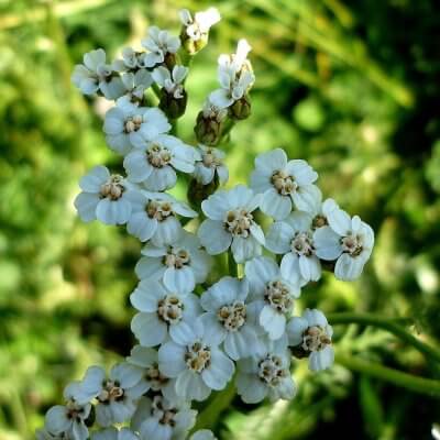 Yarrow 